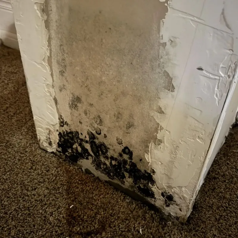 Professional Mold Removal in Urbana, OH